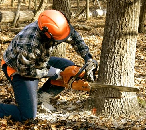 Tree Removal in Hartford, AL